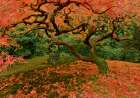 Fallen Leaves Art Print