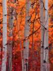 Autumn Splendor Art Print