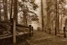 Down the Misty Path Art Print