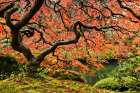 Autumn Magnificence Art Print