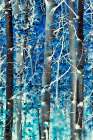 Dream Woods Art Print