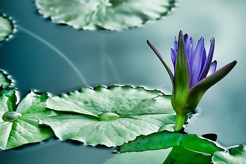 Lily on the Pond Art Print