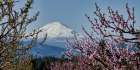 Mt. Adams in Spring Art Print