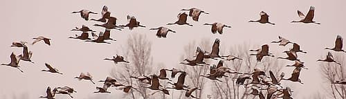 Cranes Across the Sky Art Print