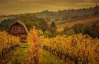 Barn in the Vines Art Print