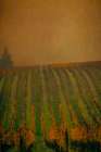 Autumn Vineyard Art Print
