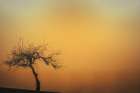 Tree on the Hill Art Print