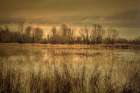 Winter Wetland Art Print