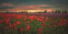 Tulips Aglow Art Print