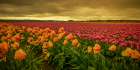 Leaning Tulips Art Print