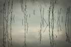 Reeds Landscape Print