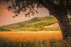 Hillside View Art Print