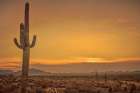 Cactus Sunrise Art Print