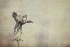 Columbine Art Print