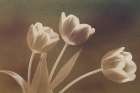 Three Tulips Art Print