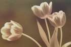Leaning Tulips Art Print