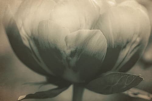Big Poppy Art Print