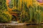Willows over the Pond Art Print