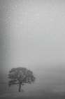 Lone Oak in the Rain Art Print