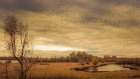 Geese on a Pond Art Print
