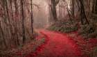 Through the Red Woods Art Print