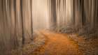 Through the Golden Woods Art Print