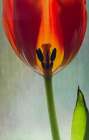 Bright Tulip Art Print
