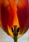 Big Tulip Art Print