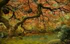 Maple in Spring Art Print