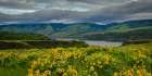 Spring Bursts Along the Columbia Art Print