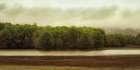 Wetland Trees Art Print