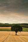 Lone Tree in the Autumn Field Art Print