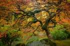 Autumn Morning Along the Pond Art Print