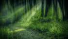 Forest Light Streams Art Print
