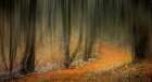 Carpeted Forest Art Print