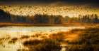 Sky Full of Geese Art Print