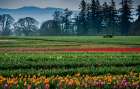 Tractor in the Field of Tulips Art Print