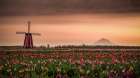 Windmill and Tulips Art Print