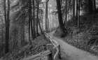 Trail Through the Forest Art Print