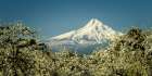 Mt Hood in Blossom Art Print