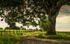 Winding Through the Vineyard Art Print
