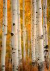 Aspens in Autumn Art Print