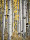 Aspens in the Forest Art Print