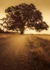 The Tree at the End of the Road Art Print