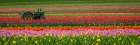 Tractor in the Tulips Art Print