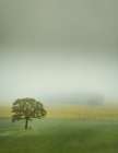 Lone Tree in the Vineyard Art Print