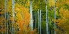 Aspen Grove in Autumn Art Print