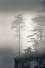 Cape Meares Mist Art Print