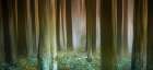 Misty Woods Art Print