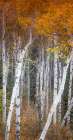 Slender Aspens Art Print